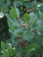 Imagem de Alnus alnobetula (Ehrh.) K. Koch