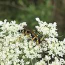 Image of Ichneumon ambulatorius Fabricius 1775