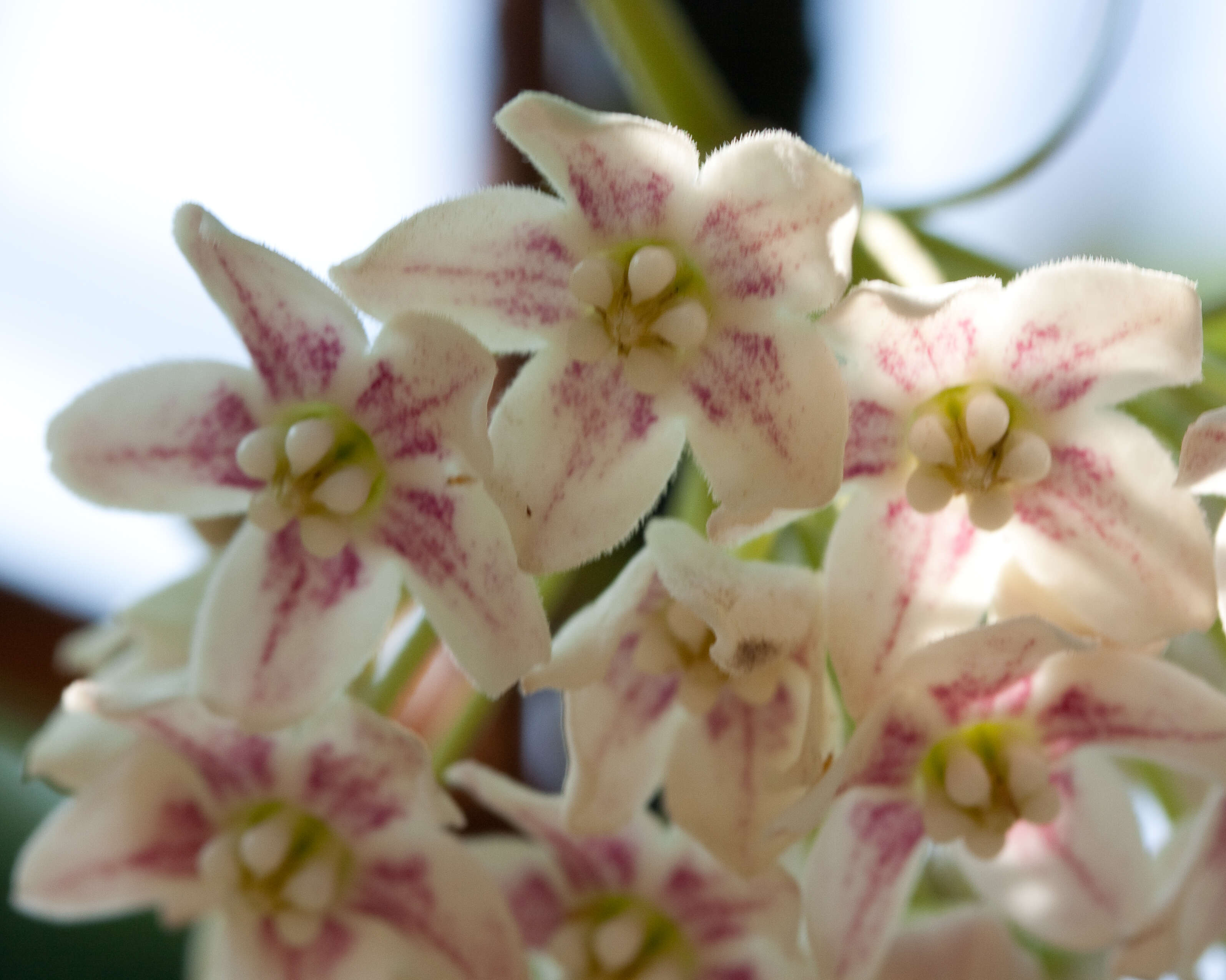 Image of Marsdenia sinensis Hemsl.