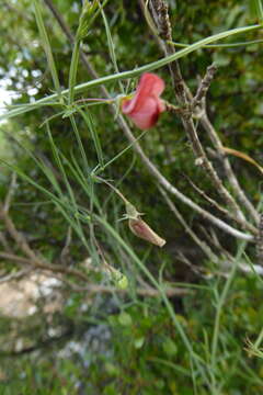 Lathyrus setifolius L.的圖片