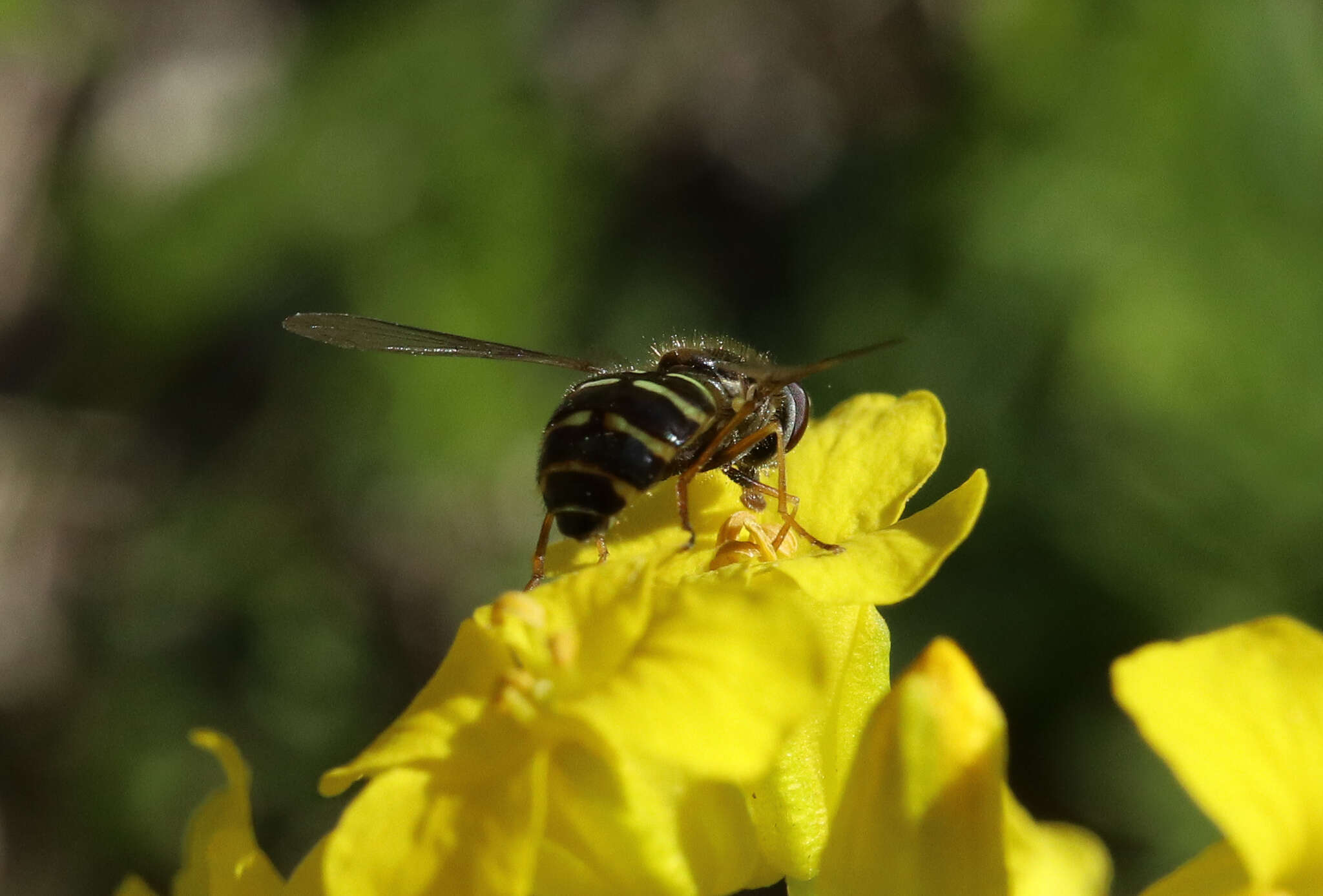 Image of Dasysyrphus venustus (Meigen 1822)