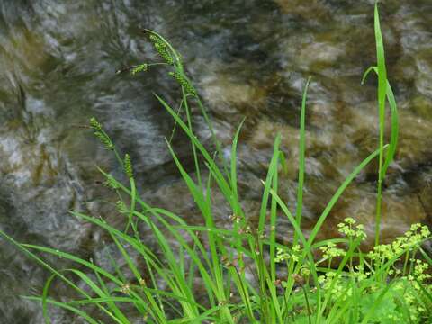 Image of Carex augustinowiczii Meinsh.