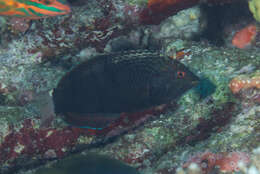 Image of Black leopard wrasse