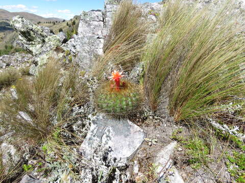 Image of Matucana aurantiaca (Vaupel) Buxb.