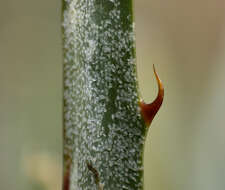 Image of Puya coerulea Lindl.