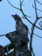 Image of Common Potoo