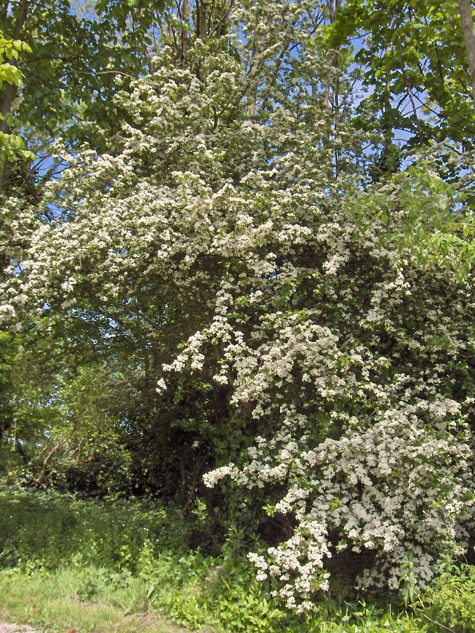 Image of Common Hawthorn