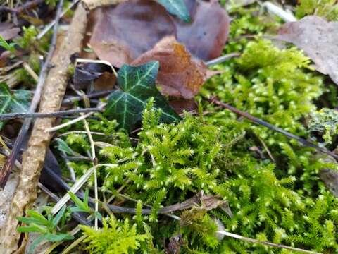 Image of eurhynchium moss