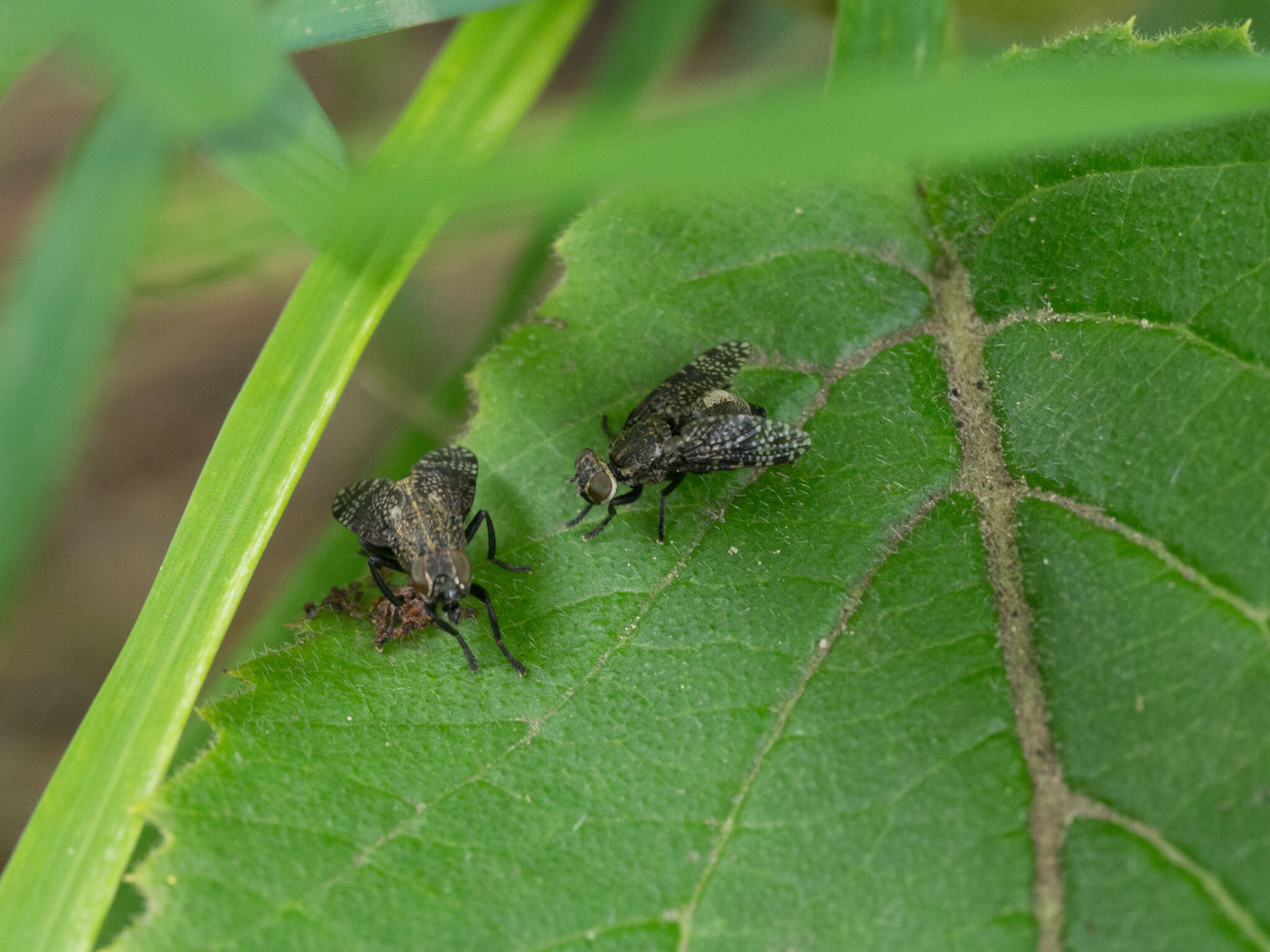 Слика од Platystoma seminationis (Fabricius 1775)