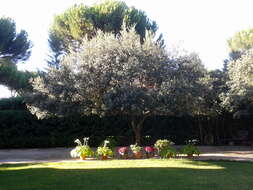 Image of Holm Oak