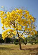 صورة Handroanthus serratifolius (Vahl) S. O. Grose