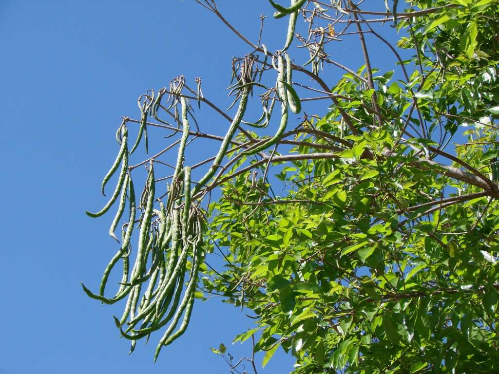 صورة Handroanthus serratifolius (Vahl) S. O. Grose