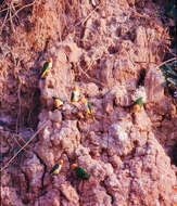 Image of Eastern White-bellied Parrot