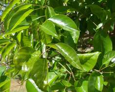 صورة Handroanthus serratifolius (Vahl) S. O. Grose