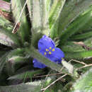 Image of stemless spiderwort