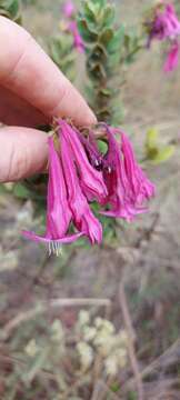 Image of Spigelia sellowiana Cham. & Schltdl.