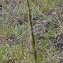 Image of Nuttall's rockcress