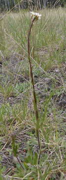 Image of Nuttall's rockcress