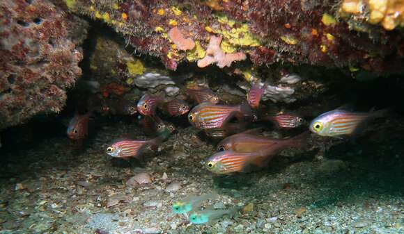 Imagem de Pempheris ornata Mooi & Jubb 1996