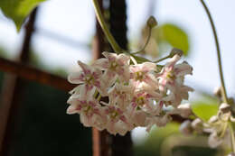 Image of Marsdenia sinensis Hemsl.