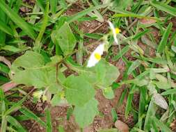 Image of Solanum montanum L.