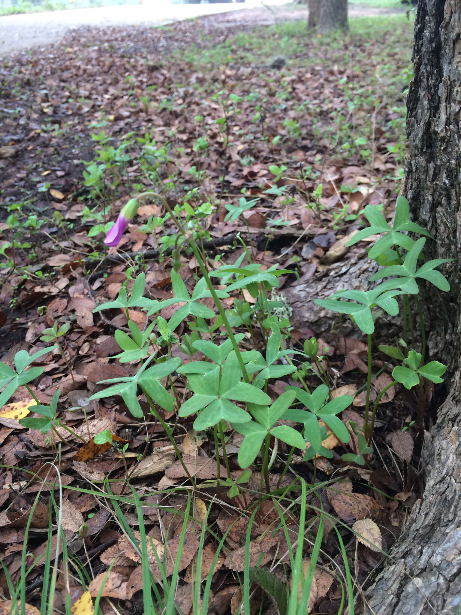 Sivun Oxalis drummondii A. Gray kuva