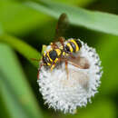 Image of Nomada cubensis Cresson 1865