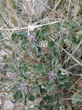 Слика од Marrubium plumosum C. A. Mey.