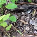 Image of Spotted Forest Skink