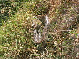 Image of African rock python