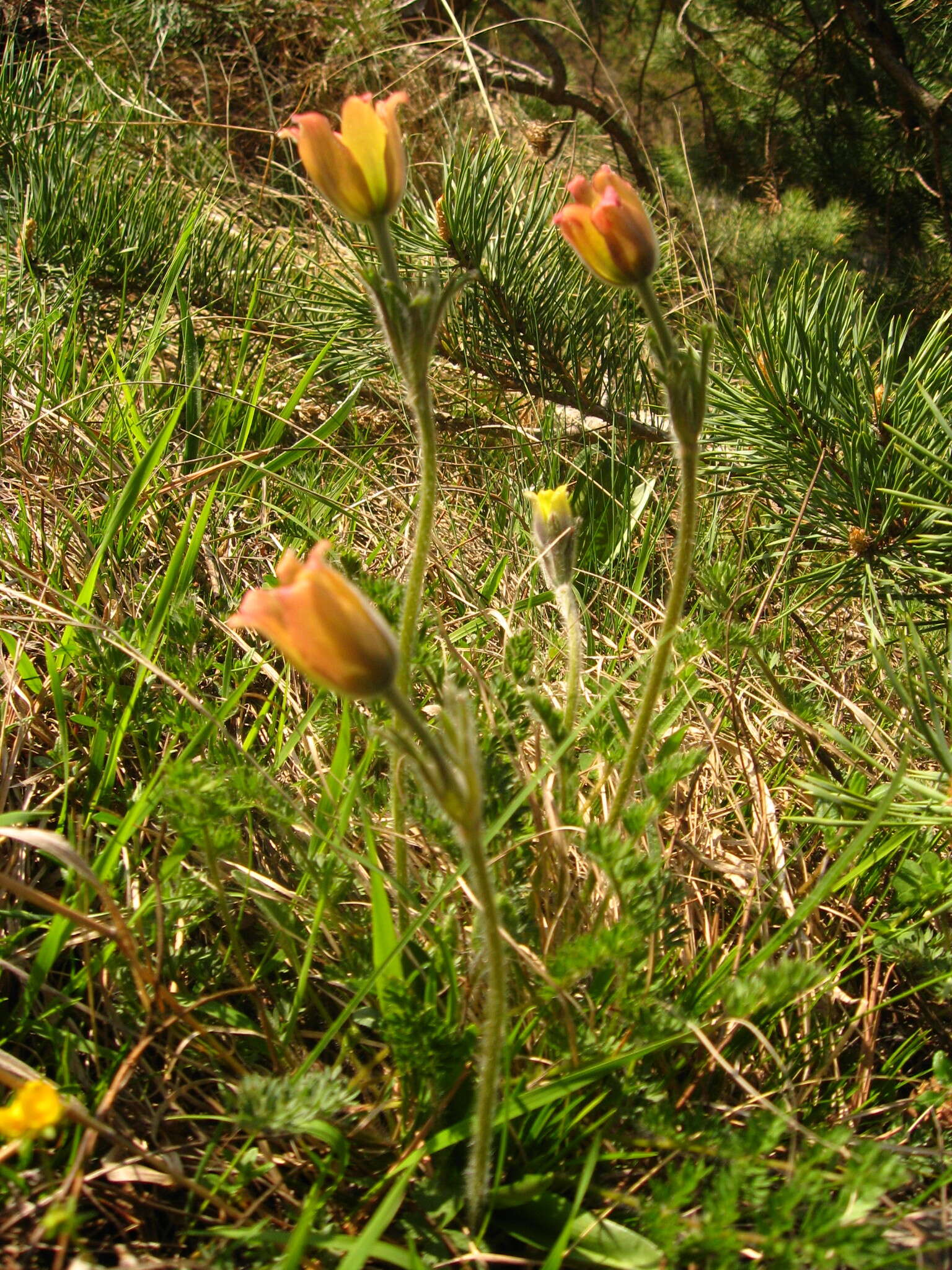 Image of Pulsatilla albana subsp. andina (Rupr.) Zämelis