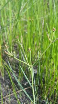 Image of Garrett's Florida pineland spurge