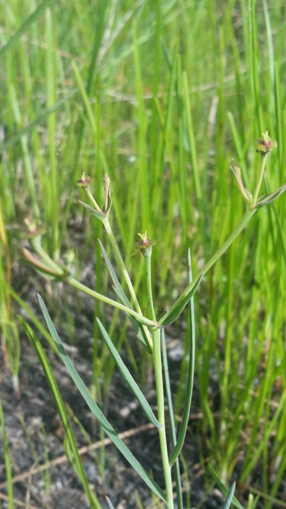 Euphorbia inundata var. garrettii E. L. Bridges & Orzell resmi