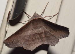 Image of Oenochroma vetustaria Walker 1860