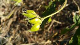 Image of Paederia farinosa subsp. farinosa