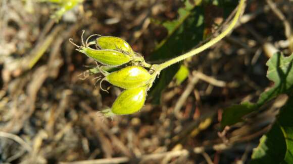 Image of Paederia farinosa (Baker) Puff