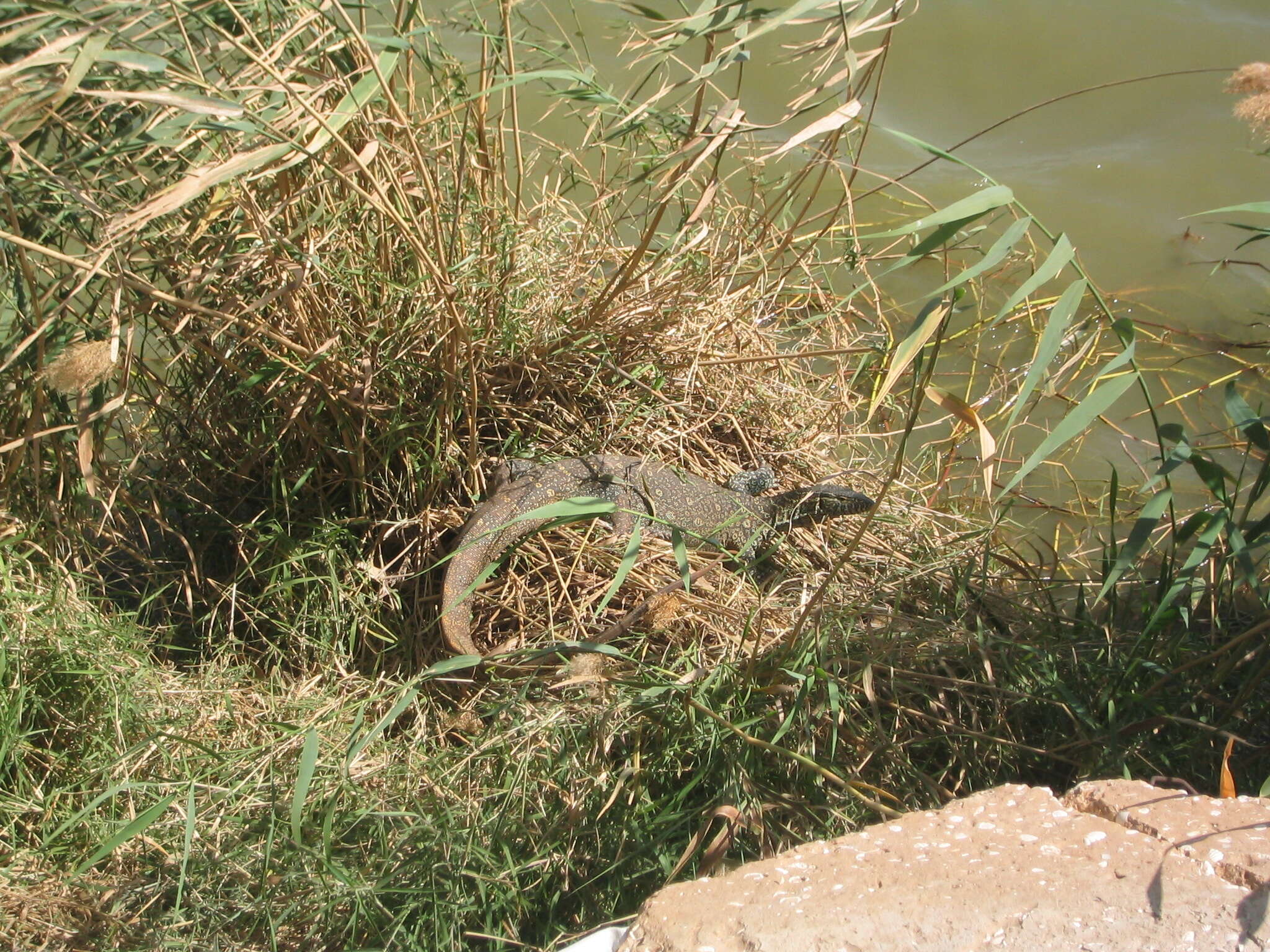 Image of Varanus niloticus