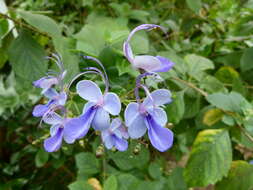 Image of Blue cat's whiskers