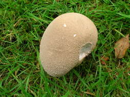 Imagem de Lycoperdon excipuliforme (Scop.) Pers. 1801