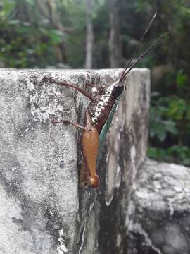 Image of Trybliophorus