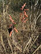 Image of Aloe monteiroi Baker