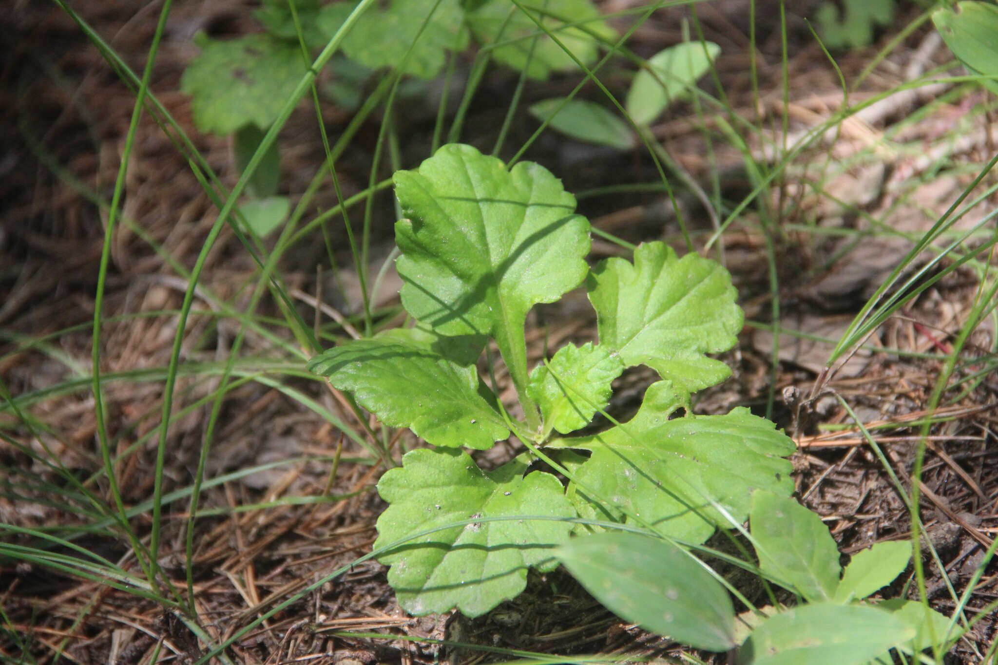 Image of Artemisia keiskeana Miq.