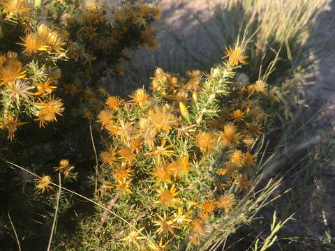 Image of Chuquiraga erinacea D. Don