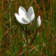 Image of Gentianella cunninghamii subsp. cunninghamii