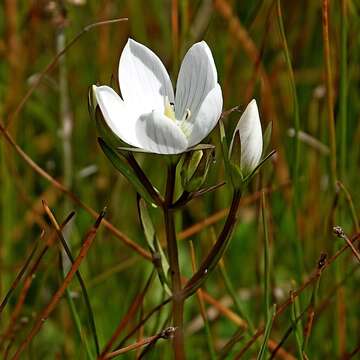 Image of Gentianella cunninghamii (L. G. Adams) Glenny