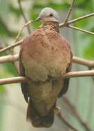 Image of Chiriqui Quail-Dove