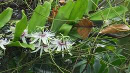 Passiflora cochinchinensis Spreng.的圖片