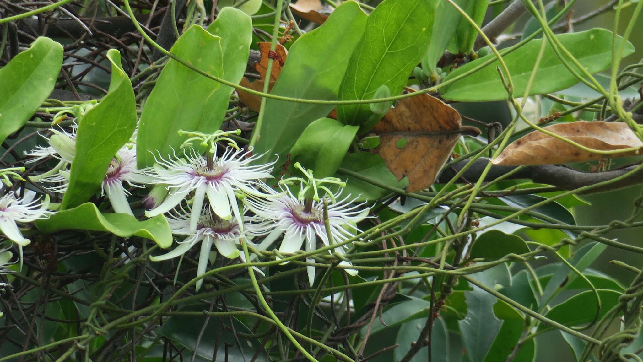 Imagem de Passiflora cochinchinensis Spreng.