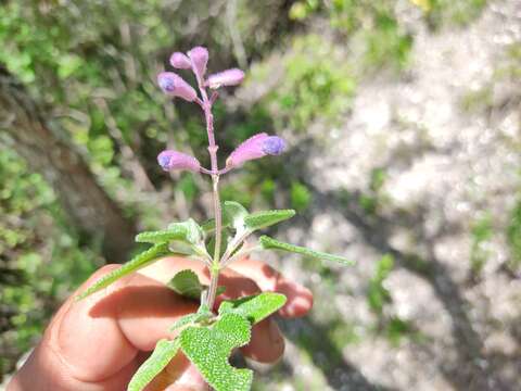 Image de Salvia semiatrata Zucc.