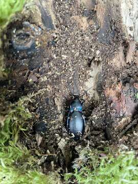 Image of Carabus (Megodontus) violaceus violaceus Linnaeus 1758